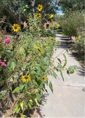 Helianthus maximiliani