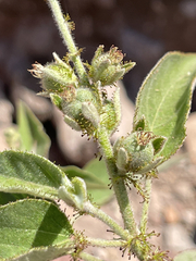 Croton ciliatoglandulifer