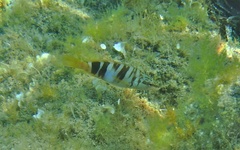 Serranus scriba