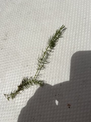 Ceratophyllum
