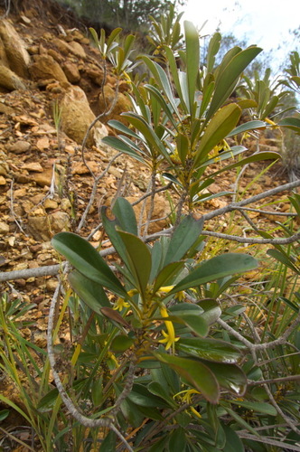 Scaevola coccinea observed 2007-08-15