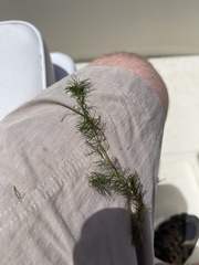 Ceratophyllum