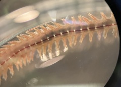 Nereididae