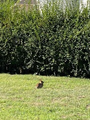 Sylvilagus floridanus