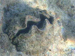 Tridacna