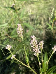 Persicaria hydropiperoides