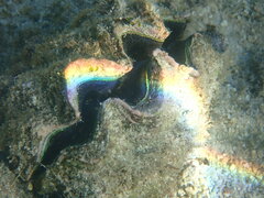 Tridacna