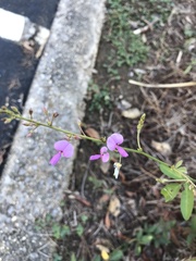 Desmodium