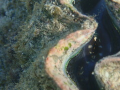 Tridacna