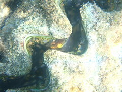 Tridacna