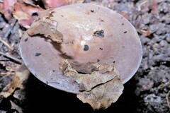 Russulaceae