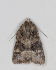 Lacinipolia olivacea