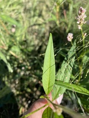 Persicaria hydropiperoides