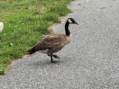 Branta canadensis