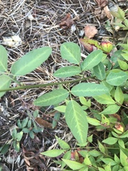 Desmodium