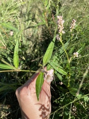 Persicaria hydropiperoides