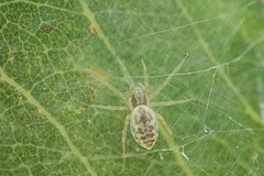Dictynidae