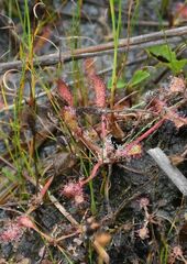 Drosera × obovata