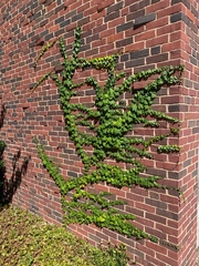 Parthenocissus tricuspidata