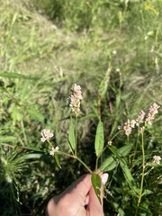 Persicaria hydropiperoides