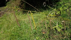 Carex pendula