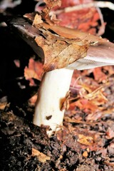 Russulaceae