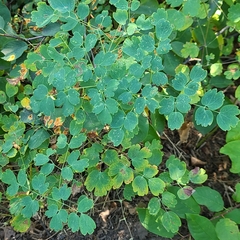 Thalictrum fendleri