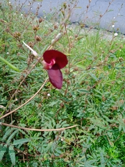 Macroptilium lathyroides