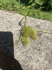 Cyperus odoratus