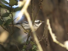 Setophaga nigrescens