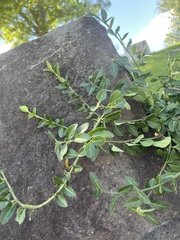 Euonymus