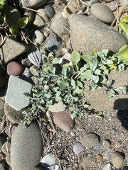 Mertensia maritima