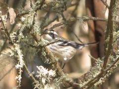 Setophaga nigrescens