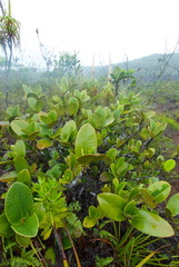 Garcinia amplexicaulis