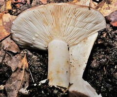 Russulaceae