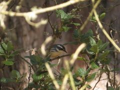 Setophaga nigrescens