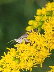 Anthophila fabriciana