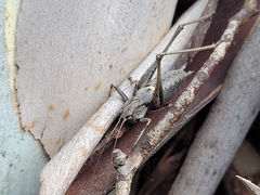 Thyreonotus corsicus