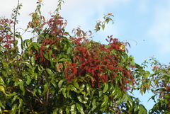 Elattostachys apetala