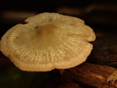 Baeospora myriadophylla