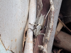 Thyreonotus corsicus