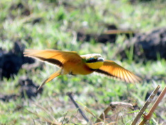 Merops pusillus argutus