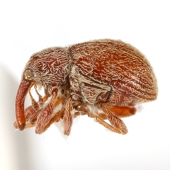 Pseudanthonomus tomentosulus