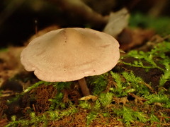 Baeospora myriadophylla