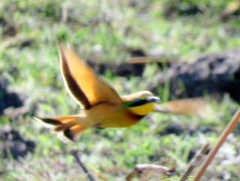 Merops pusillus argutus