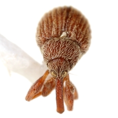 Pseudanthonomus tomentosulus