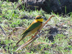 Merops pusillus argutus