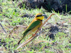 Merops pusillus argutus