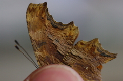 Polygonia egea