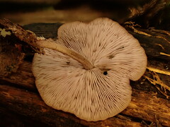 Baeospora myriadophylla